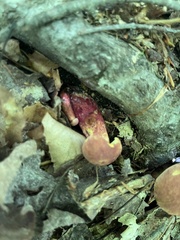 Baorangia