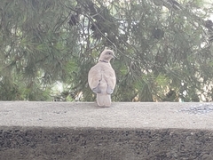 Streptopelia decaocto