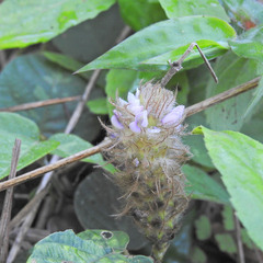 Uraria lagopodioides