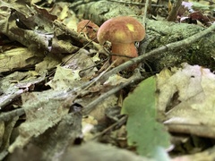 Baorangia