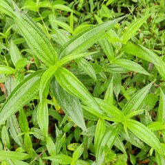 Melastoma malabathricum