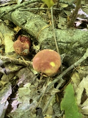 Baorangia