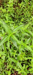 Melastoma malabathricum