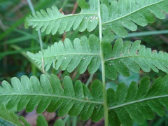 Coryphopteris simulata