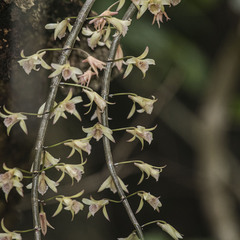 Dendrobium macrostachyum