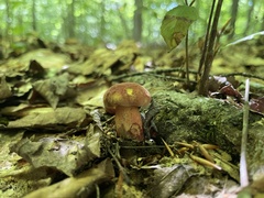 Baorangia