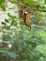 Camptonotus carolinensis