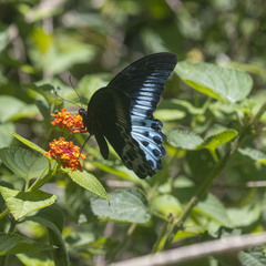 Papilio polymnestor