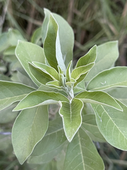Vitex trifolia
