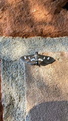Desmia funeralis