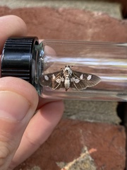 Desmia funeralis