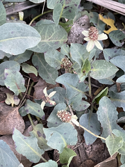 Anemopsis californica