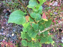 Populus tremula