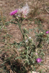 Carduus acanthoides