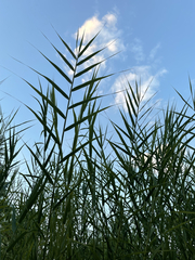 Arundo donax