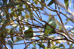 Parvipsitta porphyrocephala