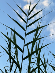 Arundo donax