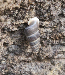 Obscurella martorelli