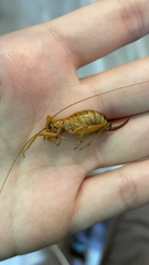 Camptonotus carolinensis