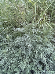 Ambrosia confertiflora