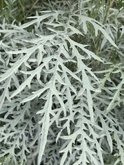 Ambrosia confertiflora