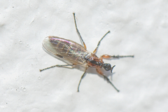 Dilophus
