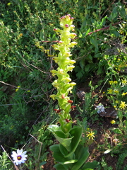 Satyrium odorum