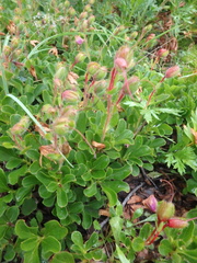 Rhododendron camtschaticum