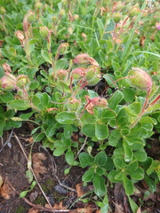 Rhododendron camtschaticum