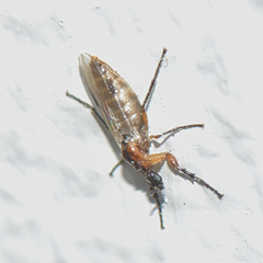 Dilophus