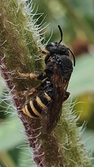 Halictus scabiosae