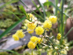 Acacia aculeatissima
