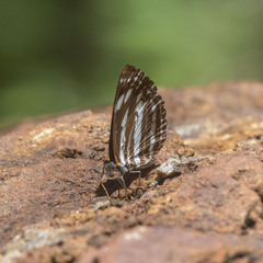 Neptis nata