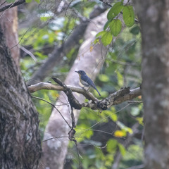Cyornis tickelliae