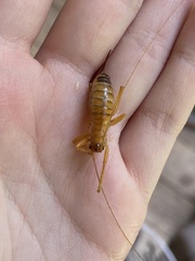 Camptonotus carolinensis