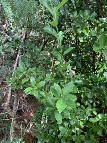 Euonymus boninensis iNat (2)