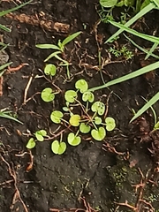 Dichondra repens