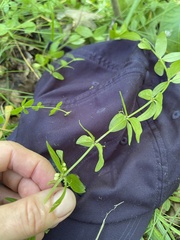 Cruciata glabra