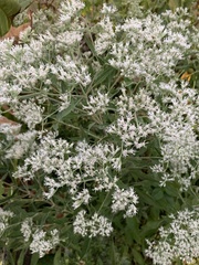 Eupatorium