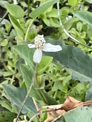 Anemopsis californica