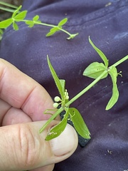 Cruciata glabra