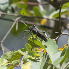 Anoplocnemis