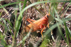 Schistocerca lineata