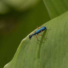 Neocollyris