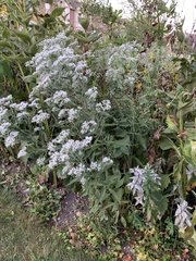 Eupatorium