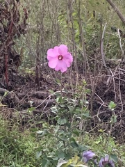 Hibiscus syriacus
