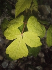 Toxicodendron pubescens
