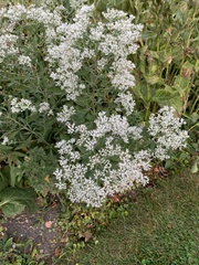 Eupatorium