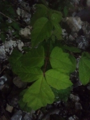 Toxicodendron pubescens