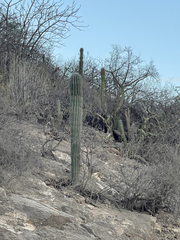 Pachycereus pringlei